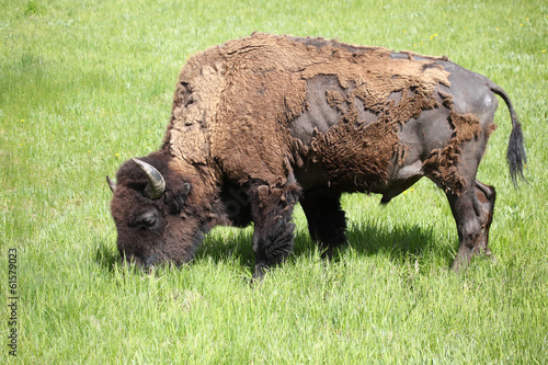 Photo: Bison Bison