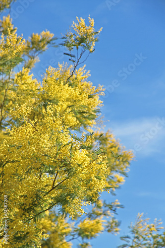 Photo: Mimose fiorite simbolo otto marzo festa della donna Mimose fiorite simbolo otto marzo festa della donna