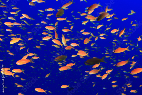 Photo: Colorful fish in the blue water of the red sea Colorful fish in the blue water of the red sea