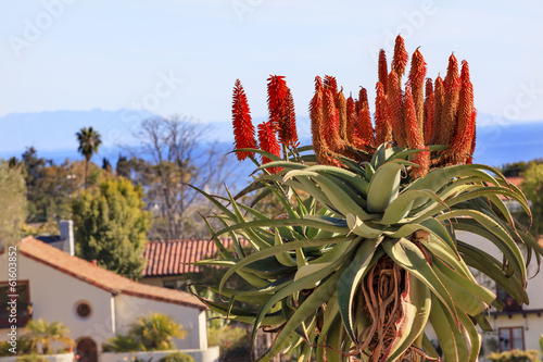 Photo: Giant Tree Aloe Barberae Mission Santa Barbara California Giant Tree Aloe Barberae Mission Santa Barbara California