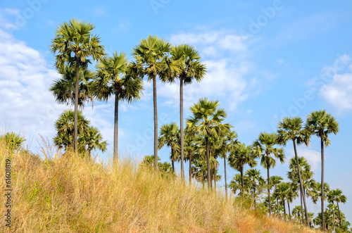 Photo: Palm trees against a blue sky Palm trees against a blue sky