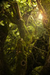 Green Jungle Green Jungle