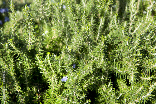 Photo: Rosemary Rosemary
