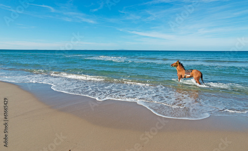 Photo: horse in the sea horse in the sea