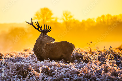 Photo: Red deer in the morning sun Red deer in the morning sun