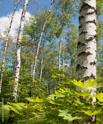 Photo: Birch grove Birch grove