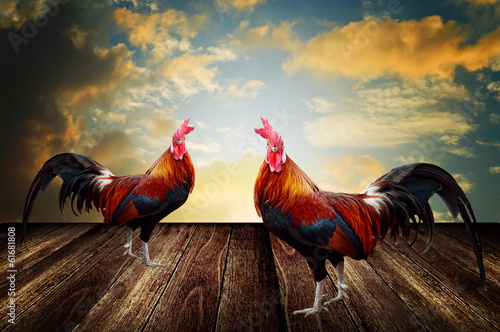 Photo: Rooster pet with morning sky background Rooster pet with morning sky background