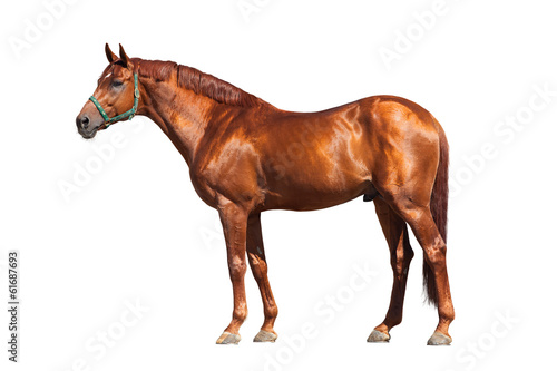 Photo: Chestnut horse isolated on white background Chestnut horse isolated on white background