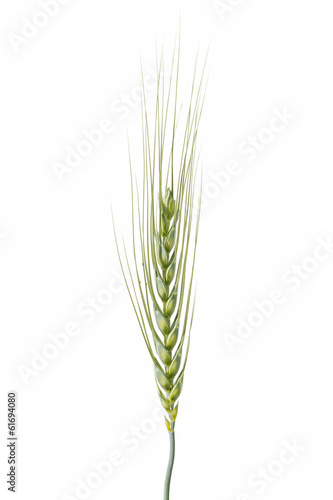 Photo: Green wheat Green wheat