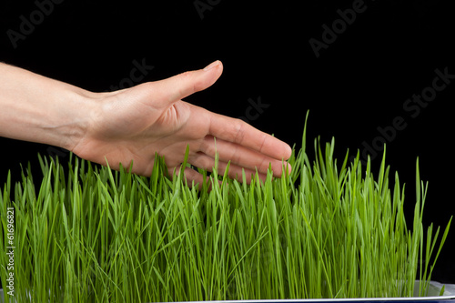 Photo: Hand above green grass Hand above green grass