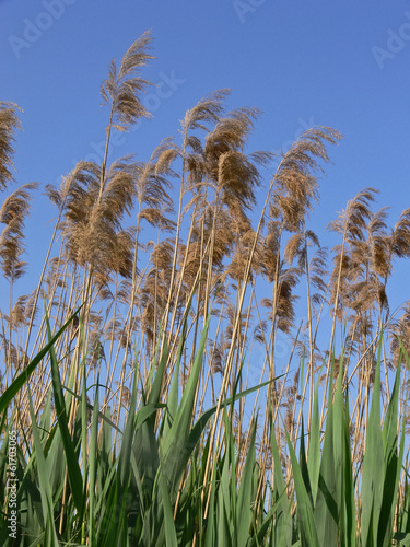 Photo: Phragmites australis Phragmites australis