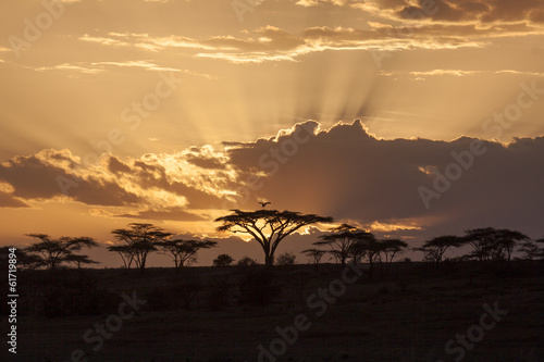  African sunset with acacia and bird