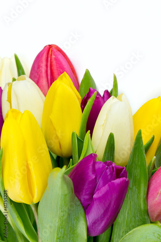 Photo: colorful tulips on white background colorful tulips on white background