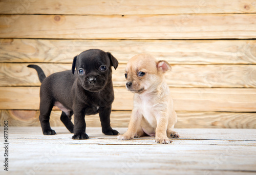 Photo: chihuahua puppies chihuahua puppies
