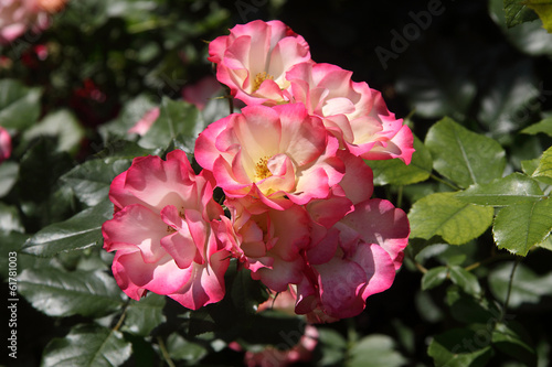 Photo: Rose rosa al sole Rose rosa al sole