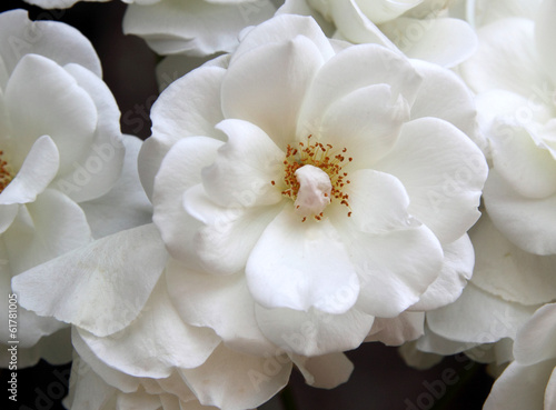 Photo: Rosa bianca Rosa bianca