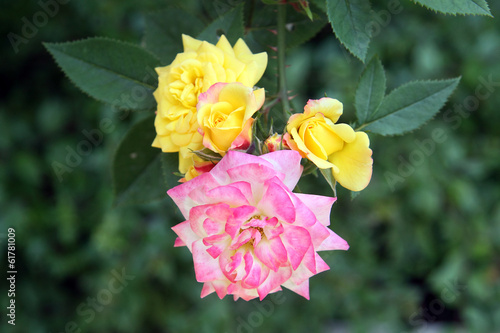 Photo: Rose gialle e rosa Rose gialle e rosa
