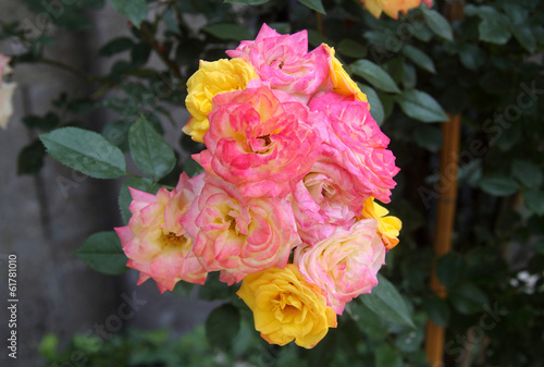 Photo: Rose gialle e rosa in giardino Rose gialle e rosa in giardino