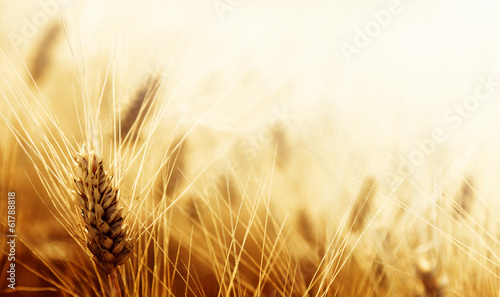 Photo: Wheat field Wheat field