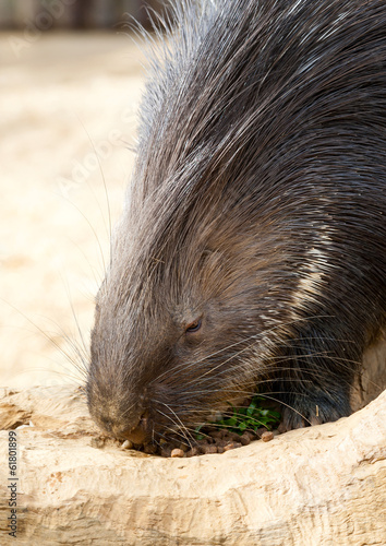 Photo: Porcupine Eating Porcupine Eating