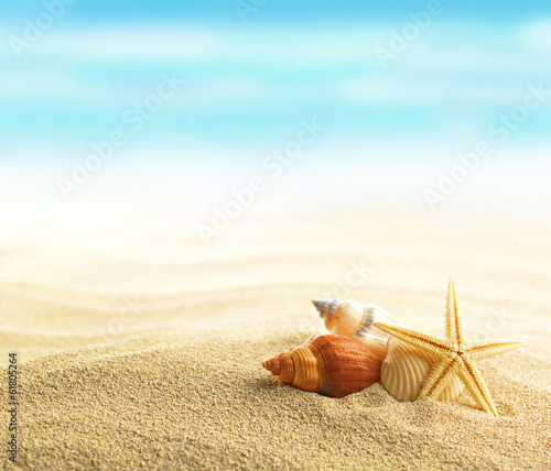 Photo: Shells and starfish on sandy beach Shells and starfish on sandy beach