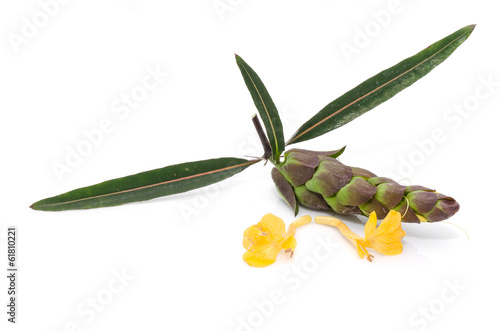 Photo: Barleria lupulina Lindl flower isolate on white background. Barleria lupulina Lindl flower isolate on white background.