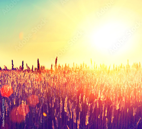 Photo: Field. Rural Landscape under Shining Sunlight Field. Rural Landscape under Shining Sunlight
