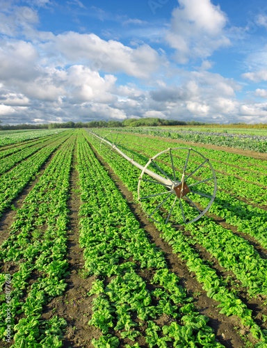 Photo: irrigation equipment and green rows on field irrigation equipment and green rows on field