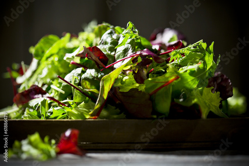 Photo: gemischter Salat, Blattsalat, Lollo Rosso, Radiccio Rosso, Rucol gemischter Salat, Blattsalat, Lollo Rosso, Radiccio Rosso, Rucol
