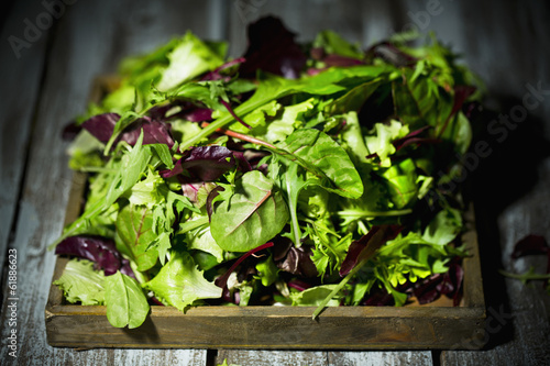 Photo: gemischter Salat, Blattsalat, Lollo Rosso, Radiccio Rosso, Rucol gemischter Salat, Blattsalat, Lollo Rosso, Radiccio Rosso, Rucol