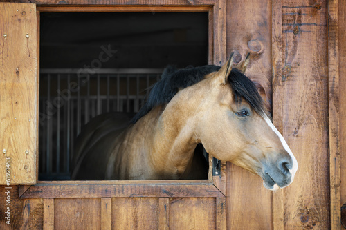 Photo: Horse in stable Horse in stable