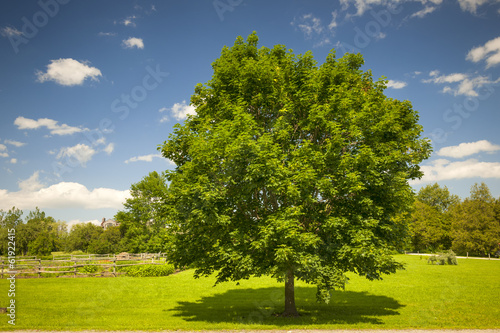 Photo: Maple tree in summer field Maple tree in summer field