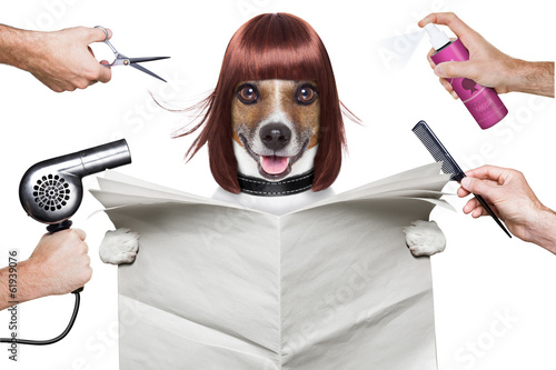 Photo: hairdresser dog hairdresser dog