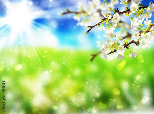 Photo: Primavera Primavera