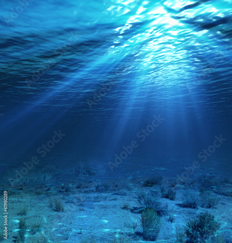 Fototapeta underwater landscape and backdrop with algae