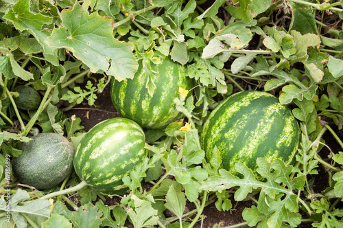 Photo: Watermelon and Melon Watermelon and Melon