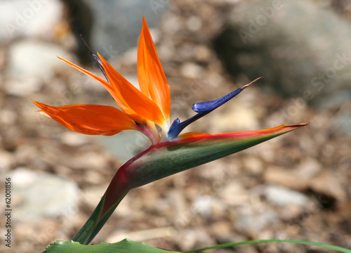 Photo: Bird of Paradise Flower Bird of Paradise Flower