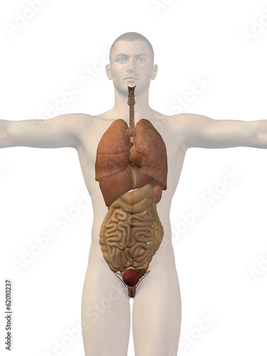 Illustration: Human anatomy body organs Human anatomy body organs