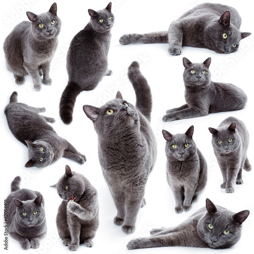 Photo: Green eyed Maltese cat also known as the British Blue Green eyed Maltese cat also known as the British Blue