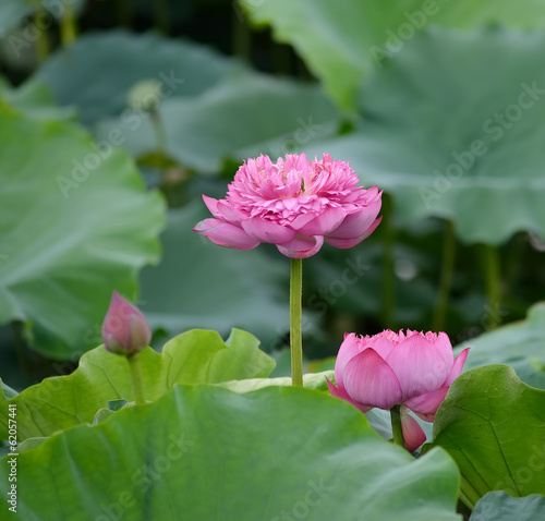 Photo: blooming lotus flower blooming lotus flower