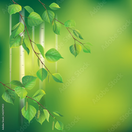 Vector: Birch branches Birch branches