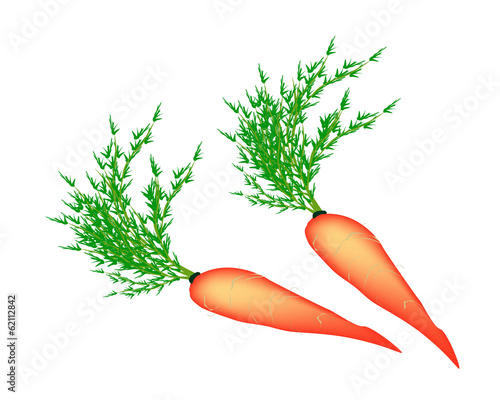 Vector: Two Delicious Fresh Carrot on White Background Two Delicious Fresh Carrot on White Background