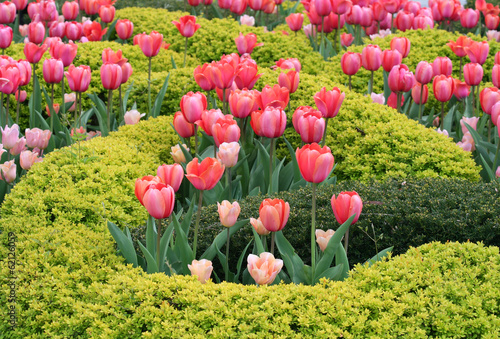 Photo: Beautiful Garden with Pretty Pink Tulip Flowers Beautiful Garden with Pretty Pink Tulip Flowers