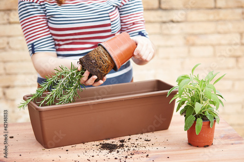 Photo: Hands transplanting rosemary to pot Hands transplanting rosemary to pot