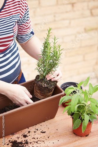 Photo: Hands transplanting rosemary to pot Hands transplanting rosemary to pot