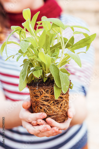 Photo: Hands holding sage with roots Hands holding sage with roots