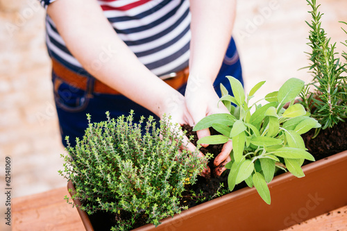 Photo: Hands transplanting sage on a pot Hands transplanting sage on a pot