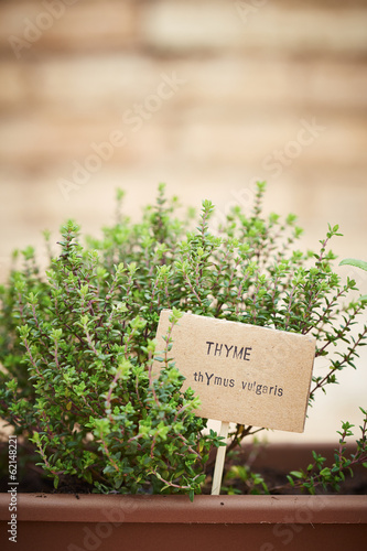 Photo: Thyme plant on urban garden Thyme plant on urban garden