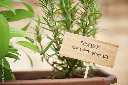 Photo: Rosemary plant on urban garden Rosemary plant on urban garden