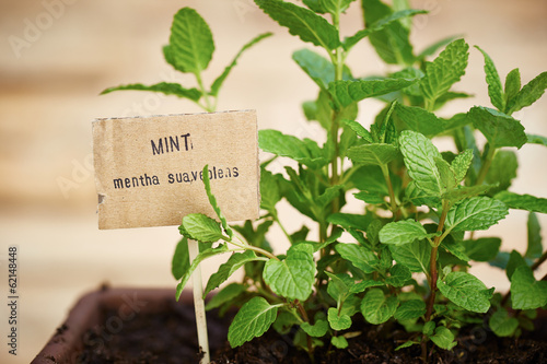 Photo: Mint plant on urban garden Mint plant on urban garden